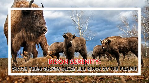Bison Serenity: Watch These Giants Graze Like Kings of the Prairie
