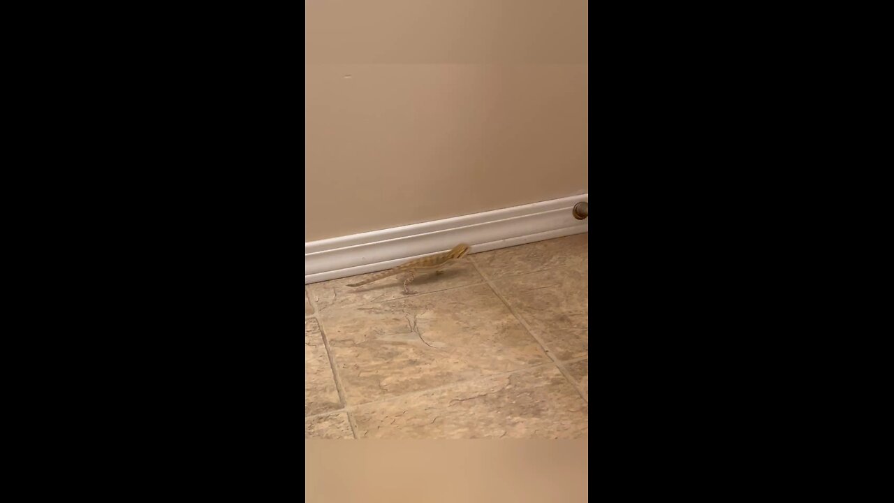 Minion Scratching The Floor