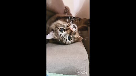 cat lover