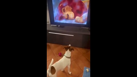 Dog wait for end #dog