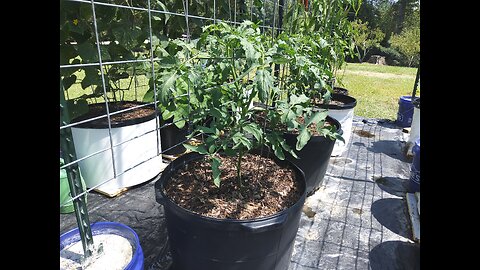 September Hossinator Tomato Plants Update 9/13/25