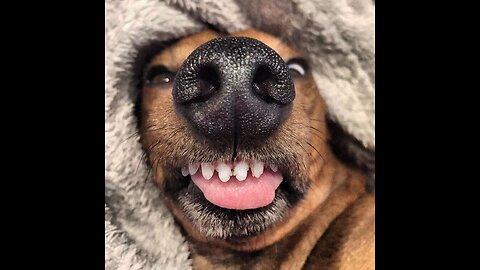 Funny Puppy Videos - Cute and Funny Dog