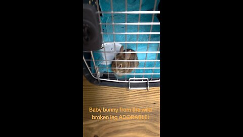 Baby bunny with broken leg from the wild. Let's heal this cute little guy!