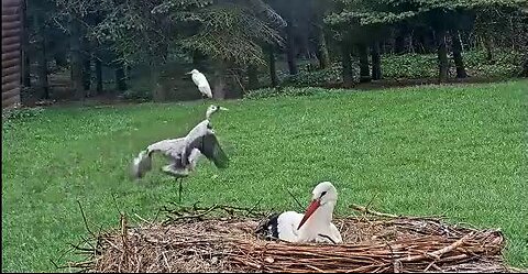Jonáš's crane dance 👏🤩