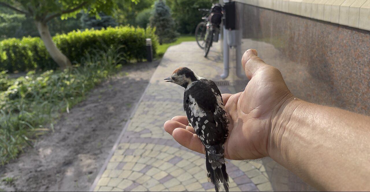 Woodpecker before takeoff