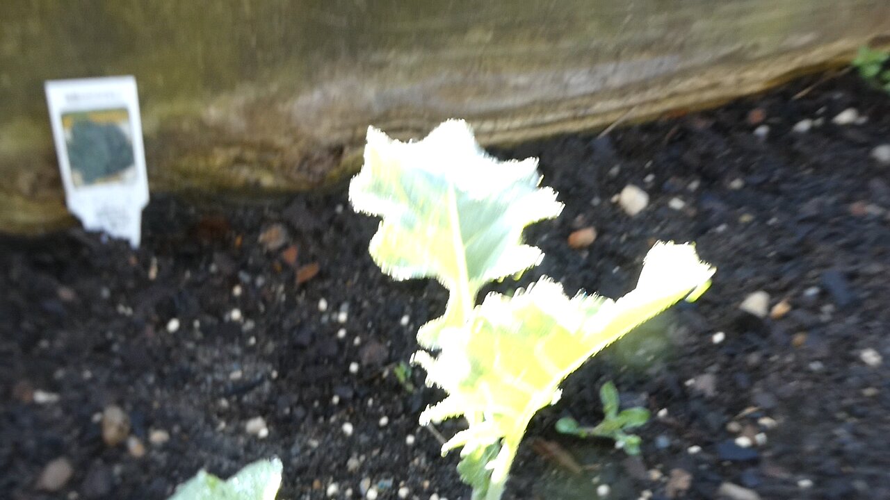 Spring Garden Broccoli