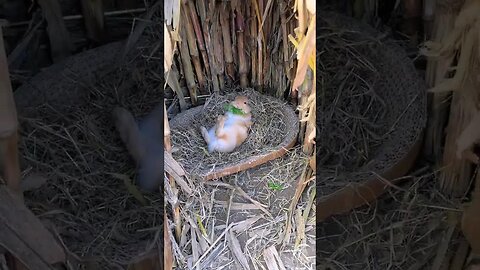 What is the little rabbit doing in the nest? Cute pet debut plan Rabbit rural cute pet