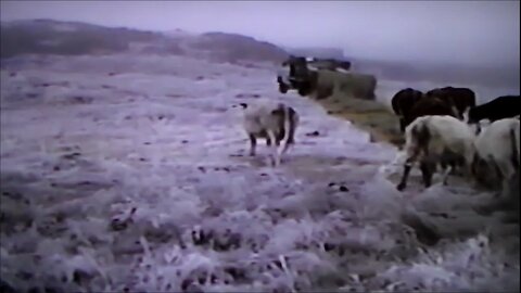 Feeding Cattle In Arctic Weather on Christmas Eve