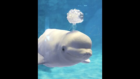 Music stream 🎶 🎵 🎶 🎵