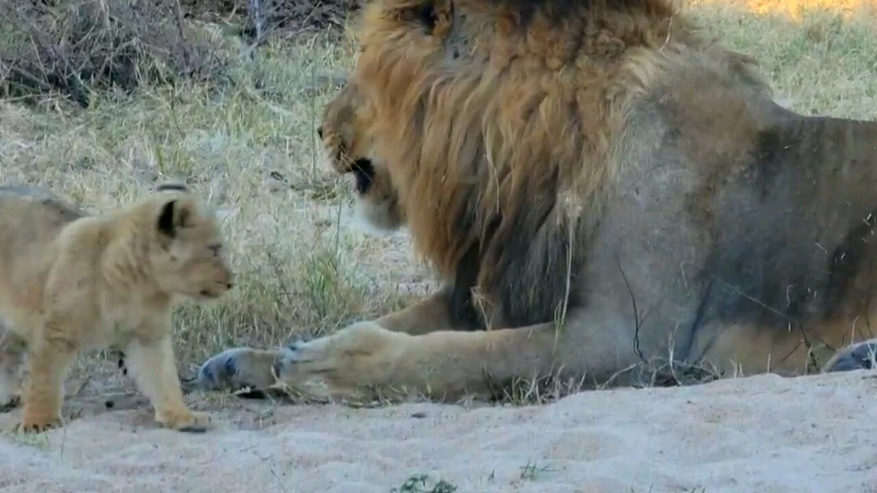 Lion 🦁 Family