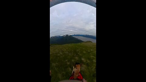 Taking a flight with the dog