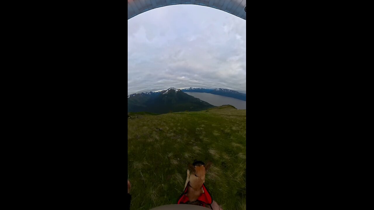 Taking a flight with the dog