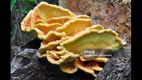 Chicken of the woods fungi cooking and eating.