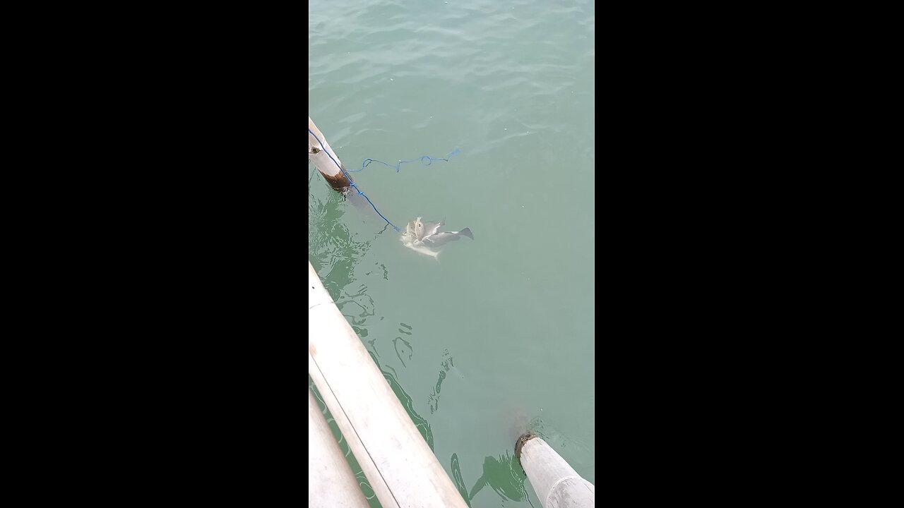 Belum Ada 30 Menit Sudah Panen Ikan , Barramundi Juga