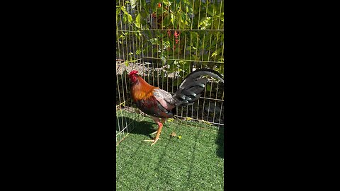 gallos