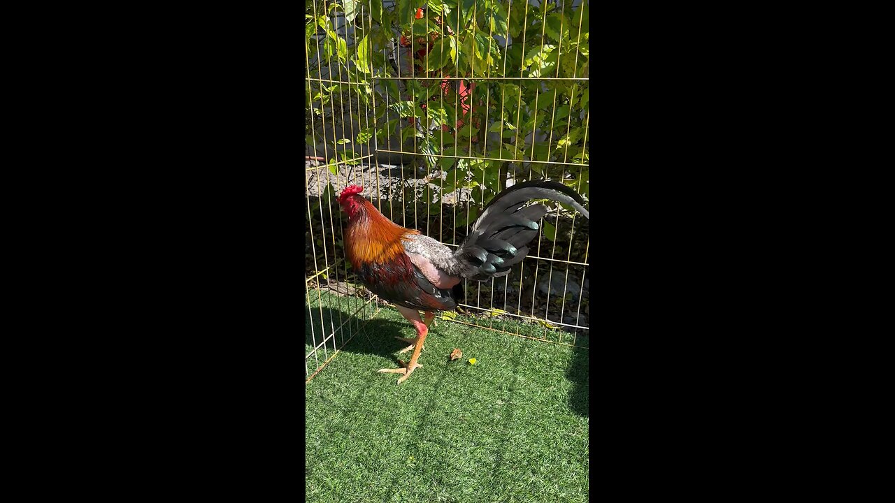gallos
