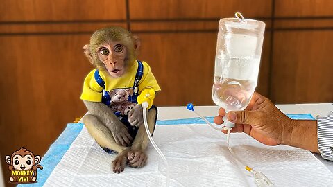 Grandpa takes monkey YiYi to vet when she got sick from eating wild fruits