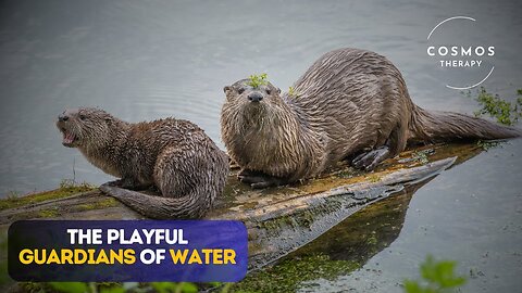 Otters Holding Hands 🦦 | Amazing Otter Facts & Documentary