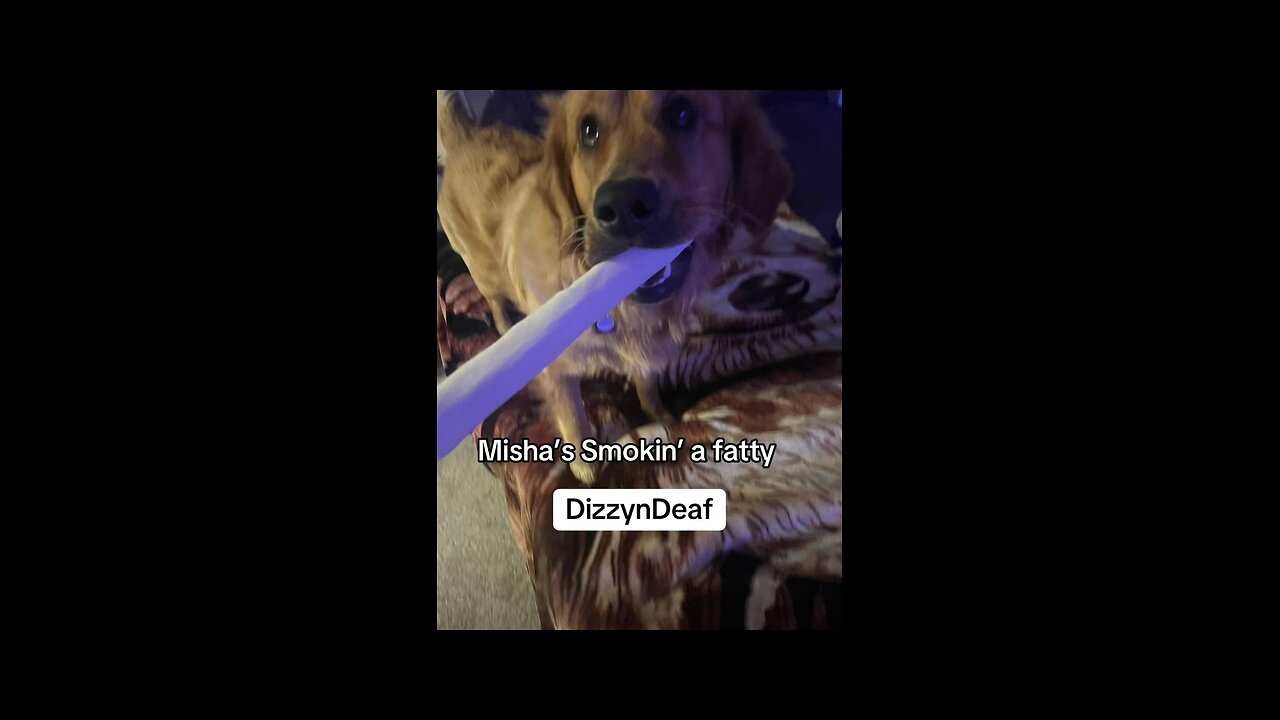420 Dog