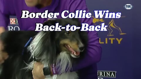 P!nk the Border Collie Wins Back-to-Back Titles at the 2019 WKC Masters Agility! 🏆🐾