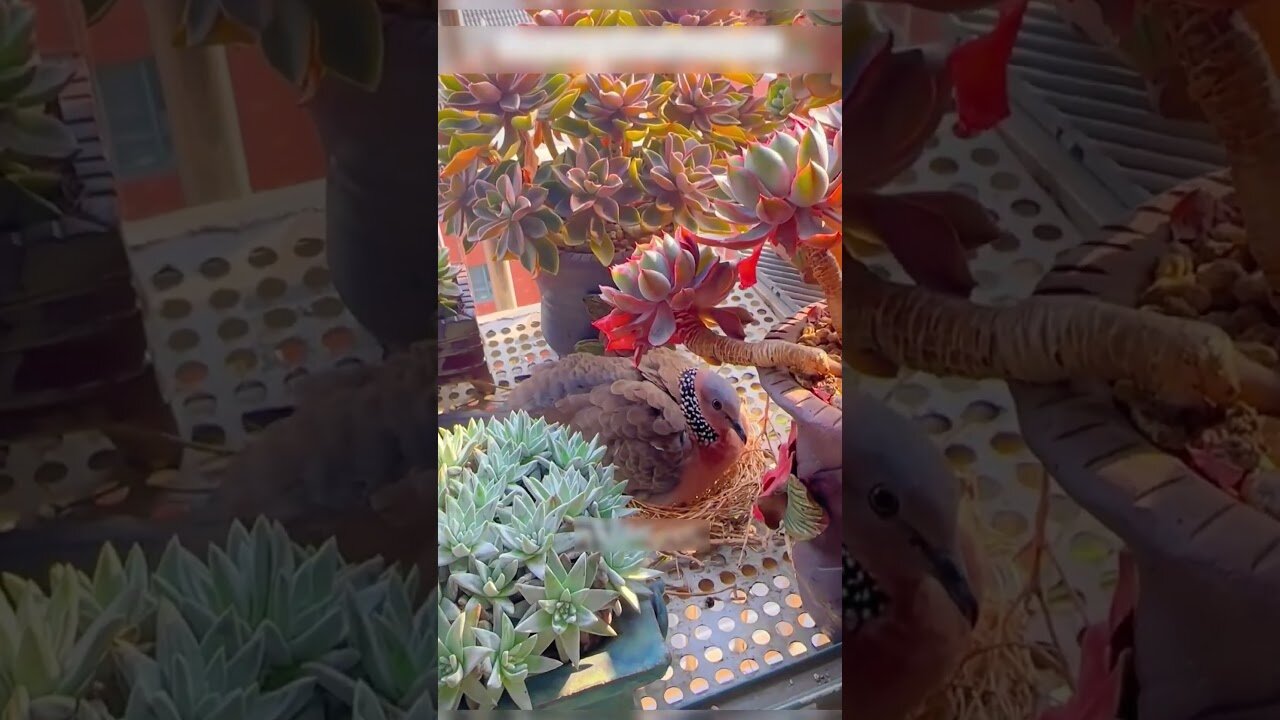 The bird settled outside the boys window and almost fell out of the nest but the guy saved her