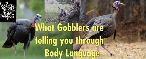 What Gobblers are telling you through Body Language