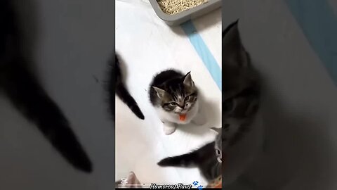 Pets Acting Like Total Goofballs!