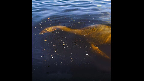 SHOCKING Urquhart Castle 2025 Cell Footage: New Loch Ness Monster Sighting Stuns Experts? Nessie!