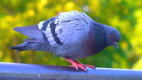 Pigeons Taking a Break on a Metal Handrail