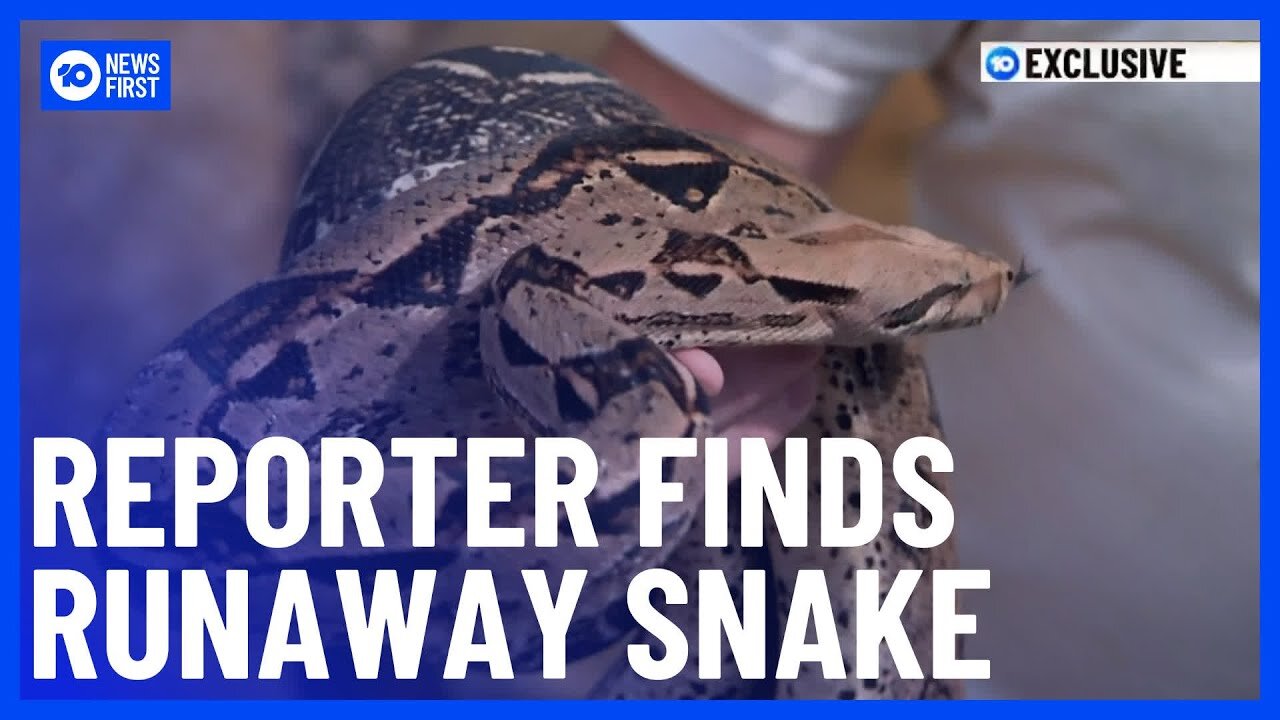 Exotic Boa Constrictor On The Loose Found By 10 News First Reporter | 10 News First