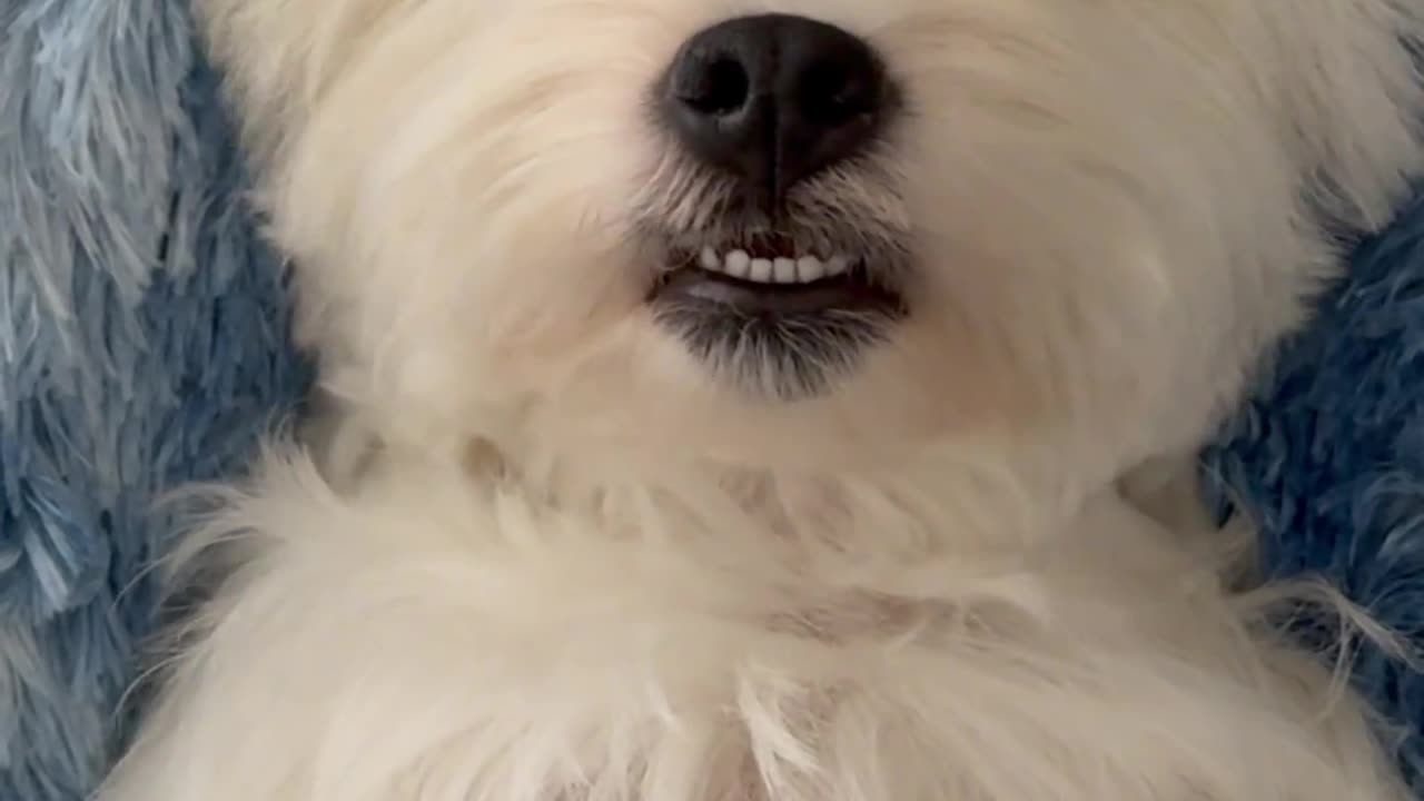 Today is spa day for this beautiful puppy #animals #funny