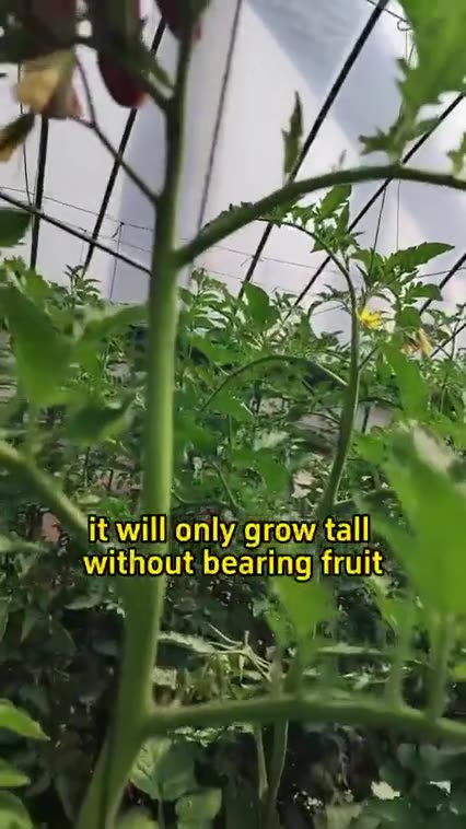 TOMATO FARMERS 🍎 YOU DON'T WANT TO MISS THIS❗