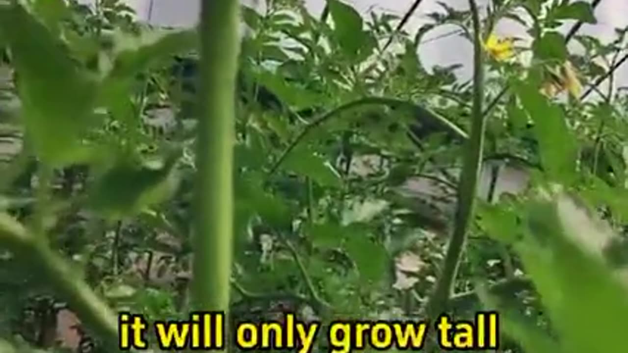 TOMATO FARMERS 🍎 YOU DON'T WANT TO MISS THIS❗