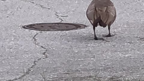 Morning visitors