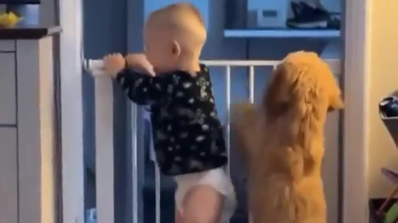 Funny Dog and Baby - Who is The real Baby ?