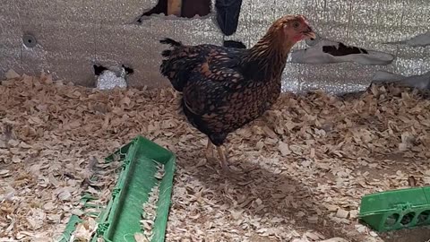 Checking the chickens
