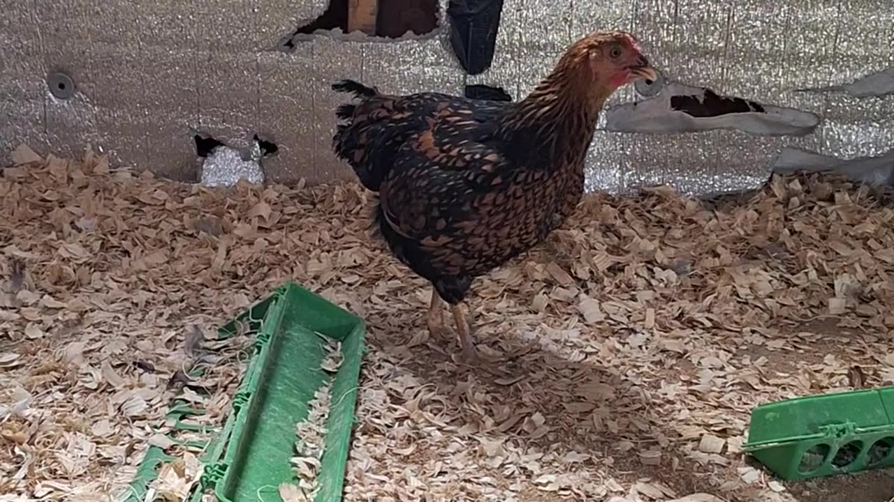 Checking the chickens