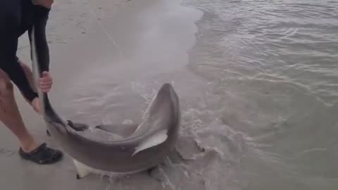 a pesca ho imparato come pescare grossi squali, fishing shark, ma bisogna essere in