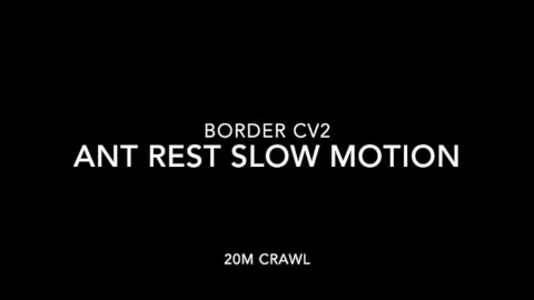 BORDER CV2 - ANT REST SLOW MOTION - 20M CRAWL