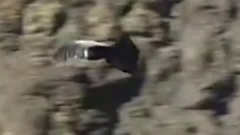 condor