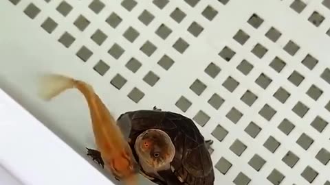 😂🐢 Turtle Caught Lip-Syncing in a Fish Disco! | FunFM