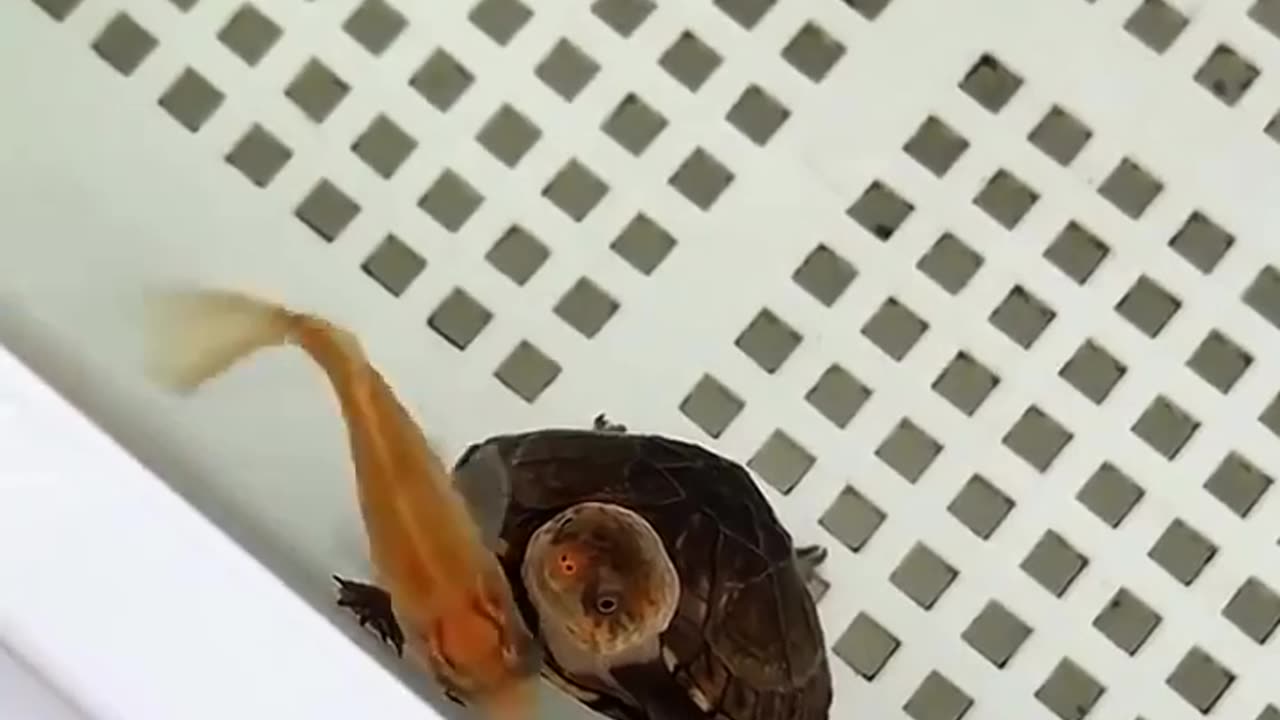😂🐢 Turtle Caught Lip-Syncing in a Fish Disco! | FunFM