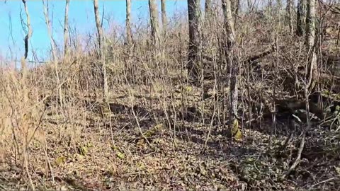 Building a Forest Bunker_ Secret Underground Base! #livingoffgrid