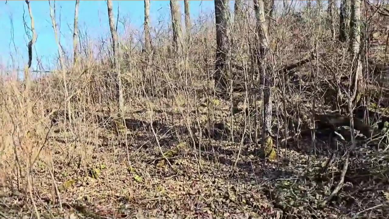 Building a Forest Bunker_ Secret Underground Base! #livingoffgrid