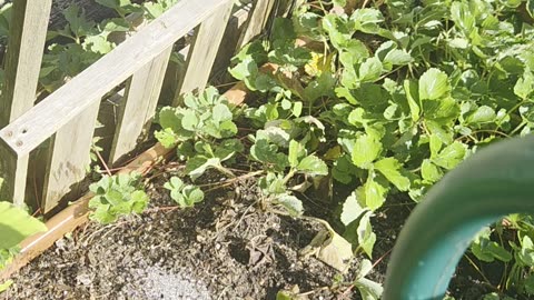 Garden Talk with Eden