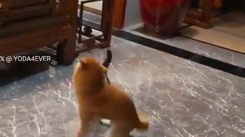 🤣🐱 Dog's Dance Moves Are Hilariously Scary! | FunFM
