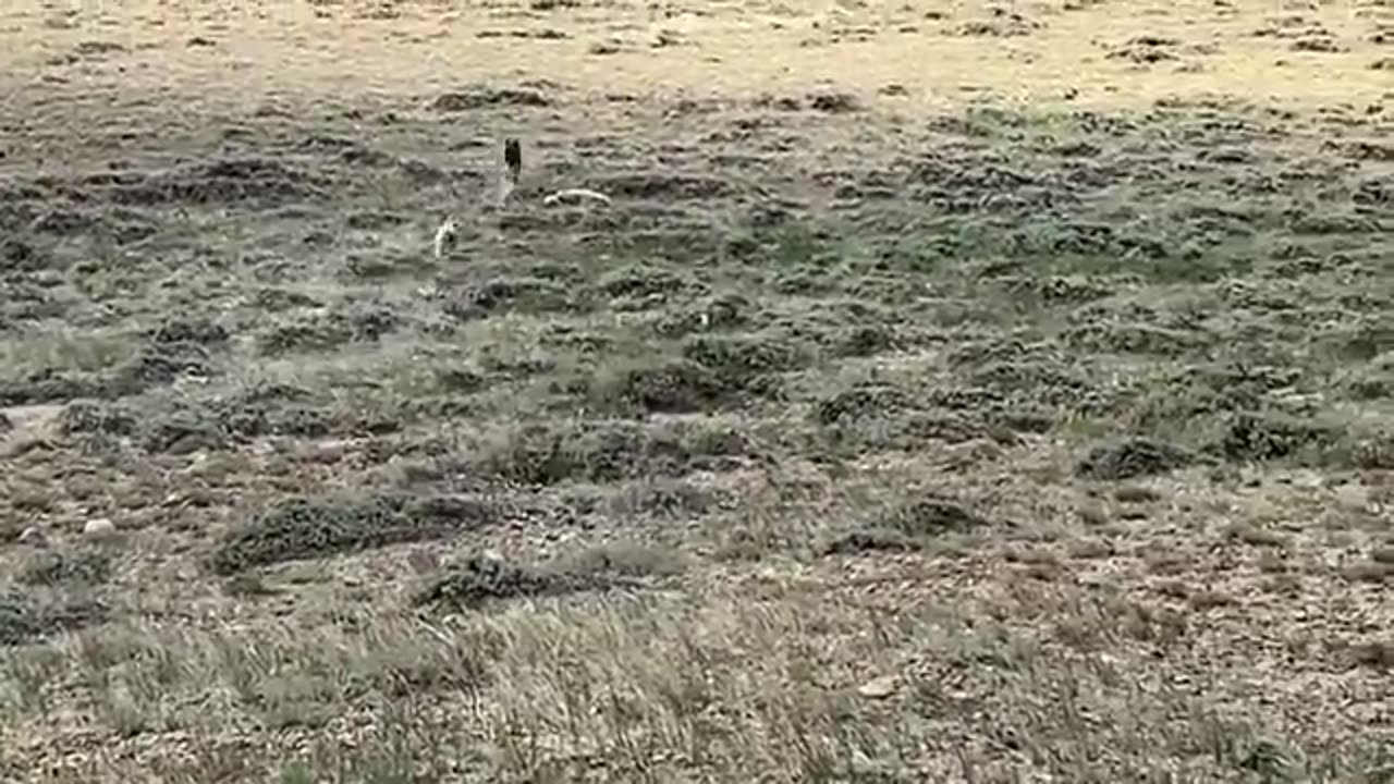 Wolves fighting dogs#