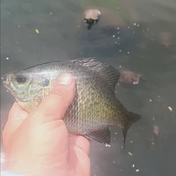 Bluegill kissena