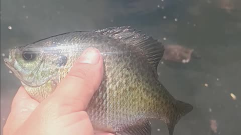 Bluegill kissena
