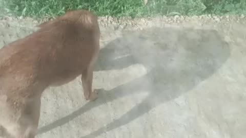 I saw a beautiful dog running.